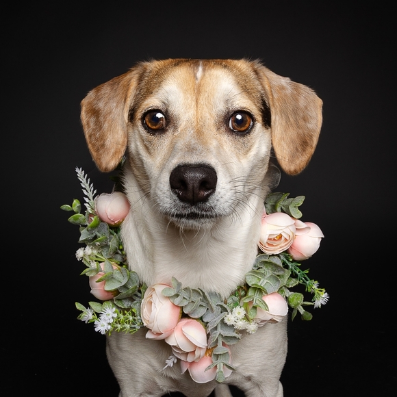 🐾 Welcome To My Closet 🐾 - Picture 7 of 9